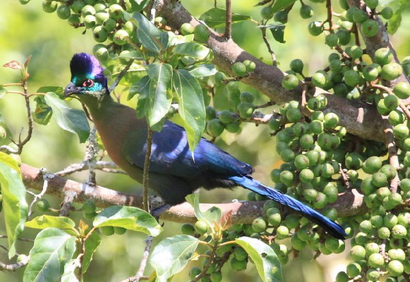 Purple-Crested Turaco