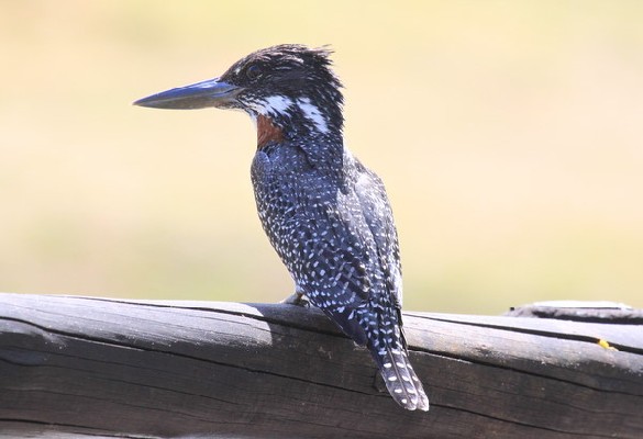 Giant Kingfisher