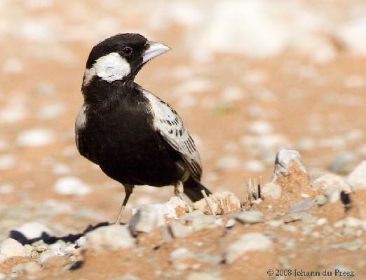 Grey-backed Sparrow Lark