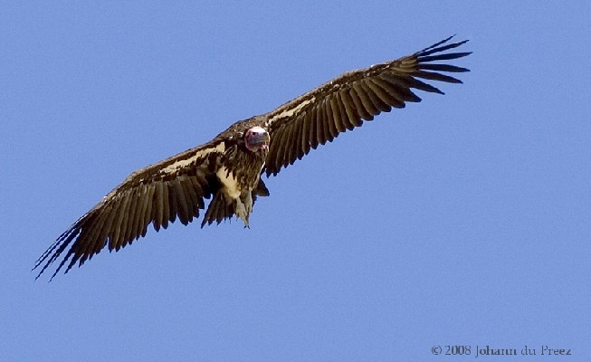 Lappet-faced Vulture in flight