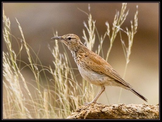 Karoo Long-billed Lark