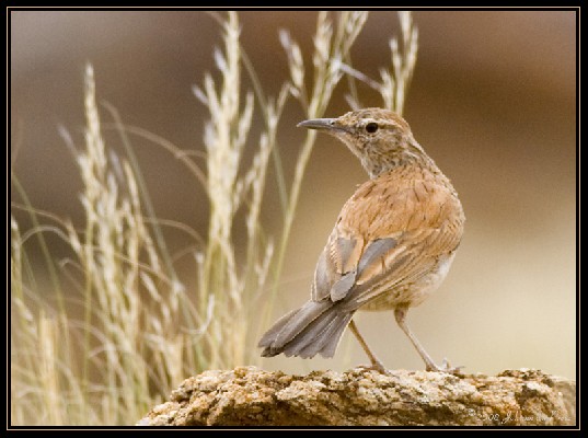 Karoo Long-billed Lark