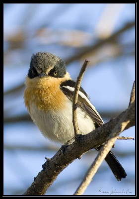 Pririt Batis