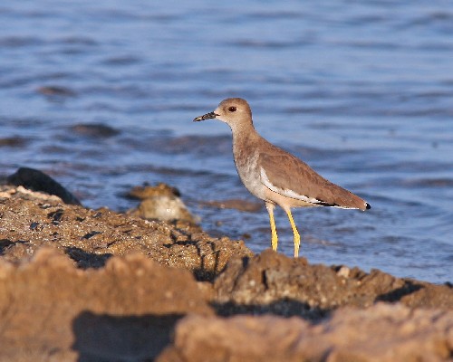 White-tailed Lapwing