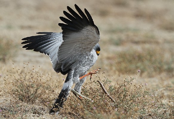 Eastern Chanting Goshawk hunting