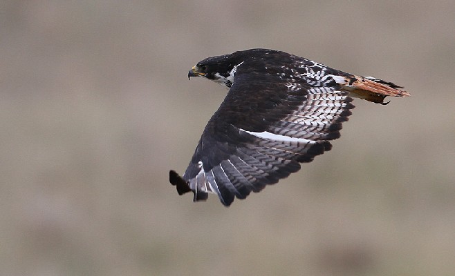 Augur Buzzard