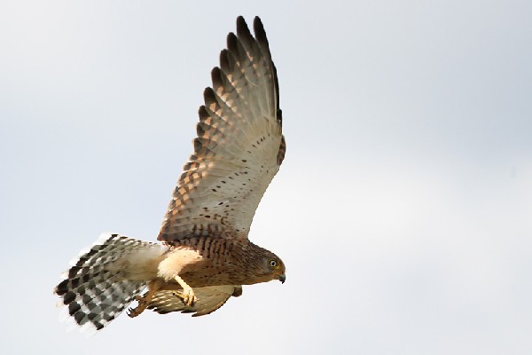 Greater Kestrel hunting
