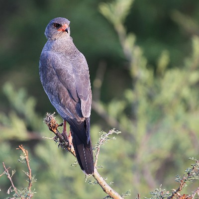 Dark Chanting-Goshawk
