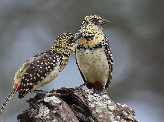 Usambiro Barbet