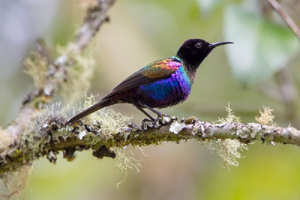 This individual lacks the long central tailfeathers characteristic of Purple-breasted Sunbirds