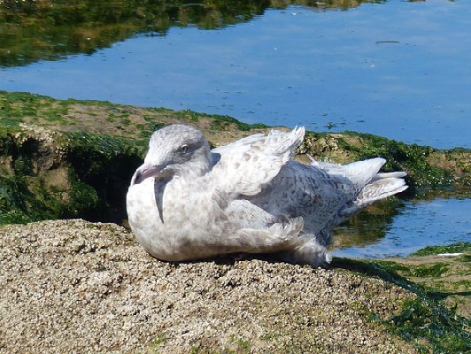 Glaucous Gull