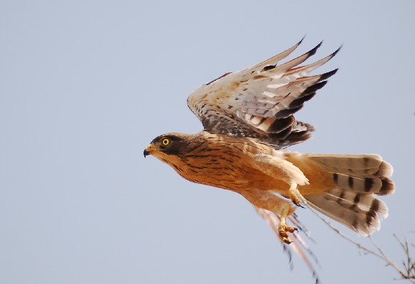 Grasshopper Buzzard