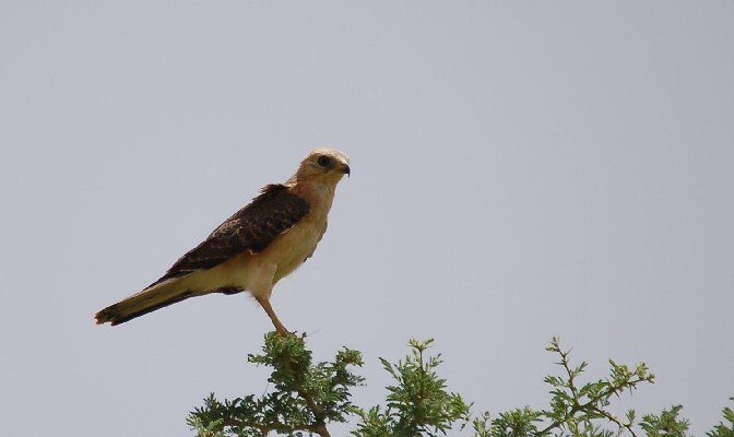 Grasshopper Buzzard