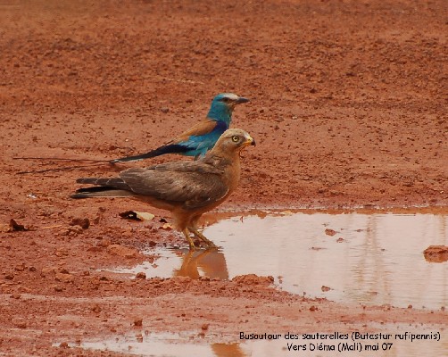 Grasshopper Buzzard