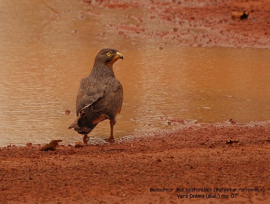 Grasshopper Buzzard