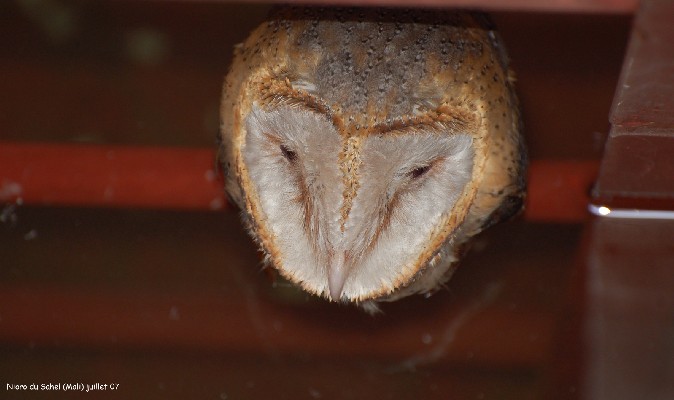 Barn Owl