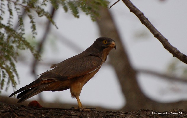 Grasshopper Buzzard
