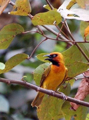 Olive-naped Weaver