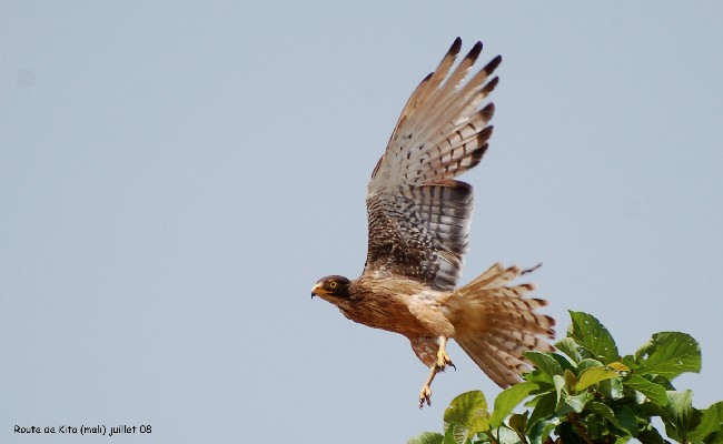 Grasshopper Buzzard