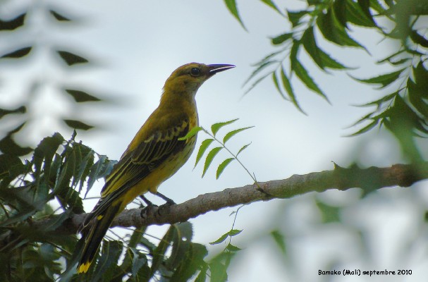 African Golden Oriole