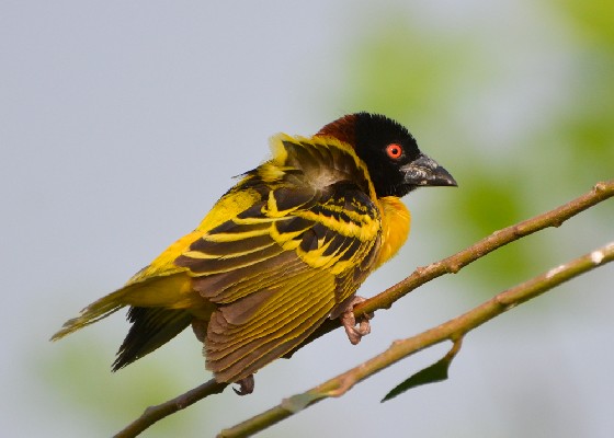 Village Weaver