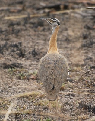 Denham's Bustard