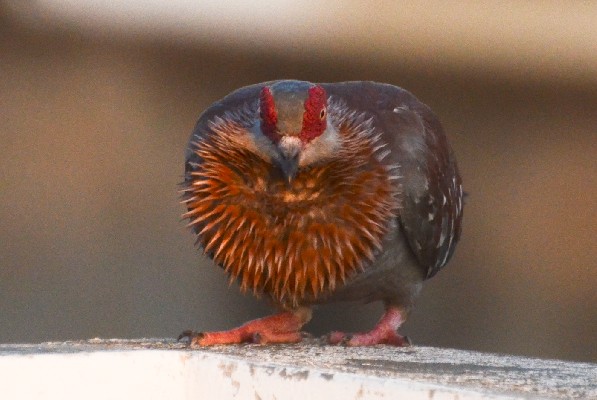 Speckled Pigeon - Petite parade ...