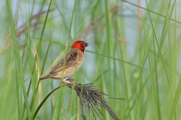 Red-headed Quelea