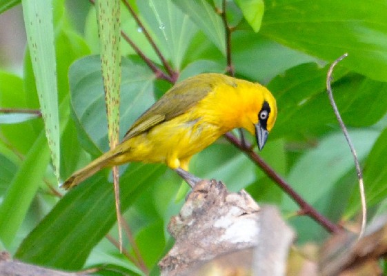 Olive-naped Weaver
