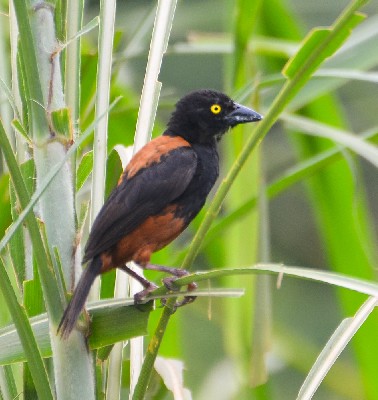 Chestnut-and-black Weaver