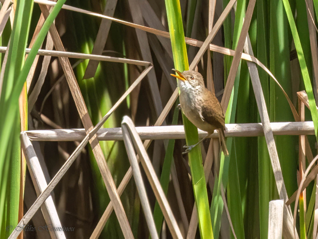 Greater Swamp Warbler