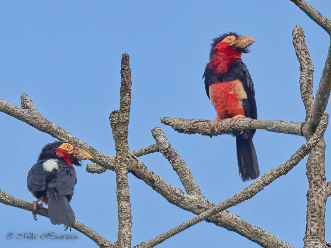 Bearded Barbet