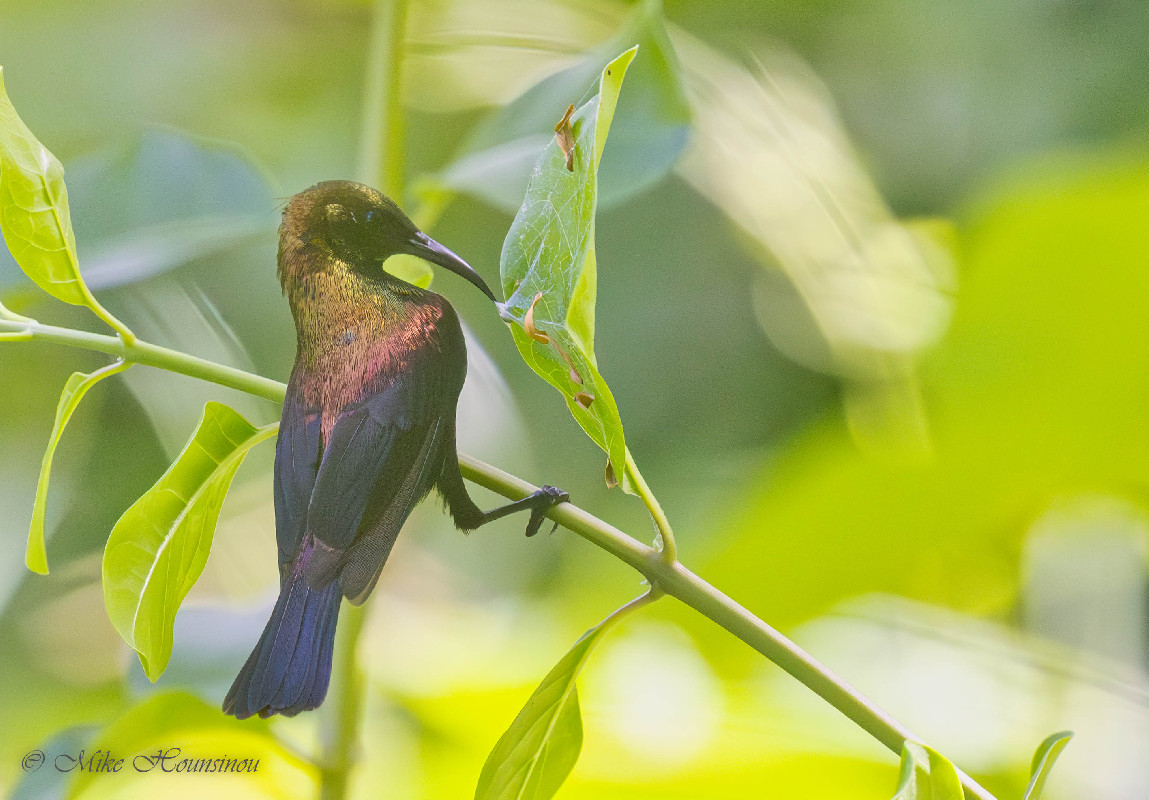 Copper Sunbird