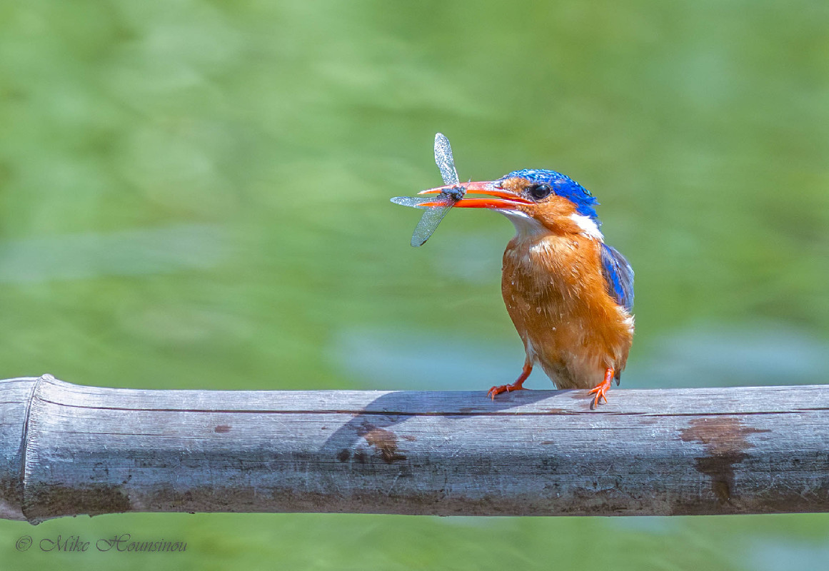 Malachite Kingfisher