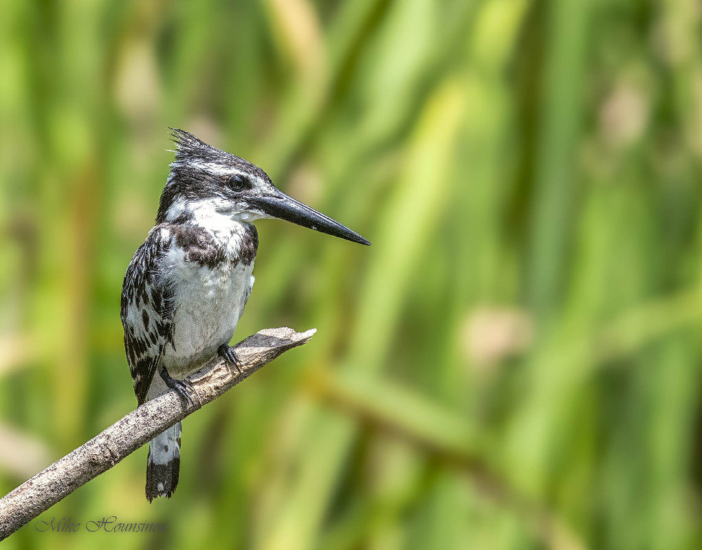 Pied Kingfisher