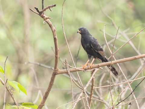 Ovambo Sparrowhawk