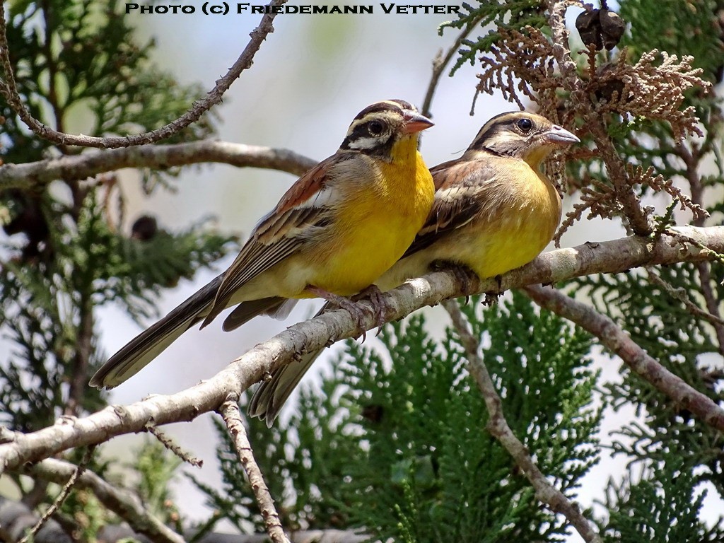 Golden-breasted Bunting