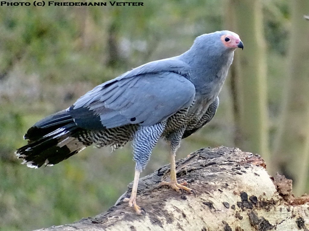 African Harrier Hawk