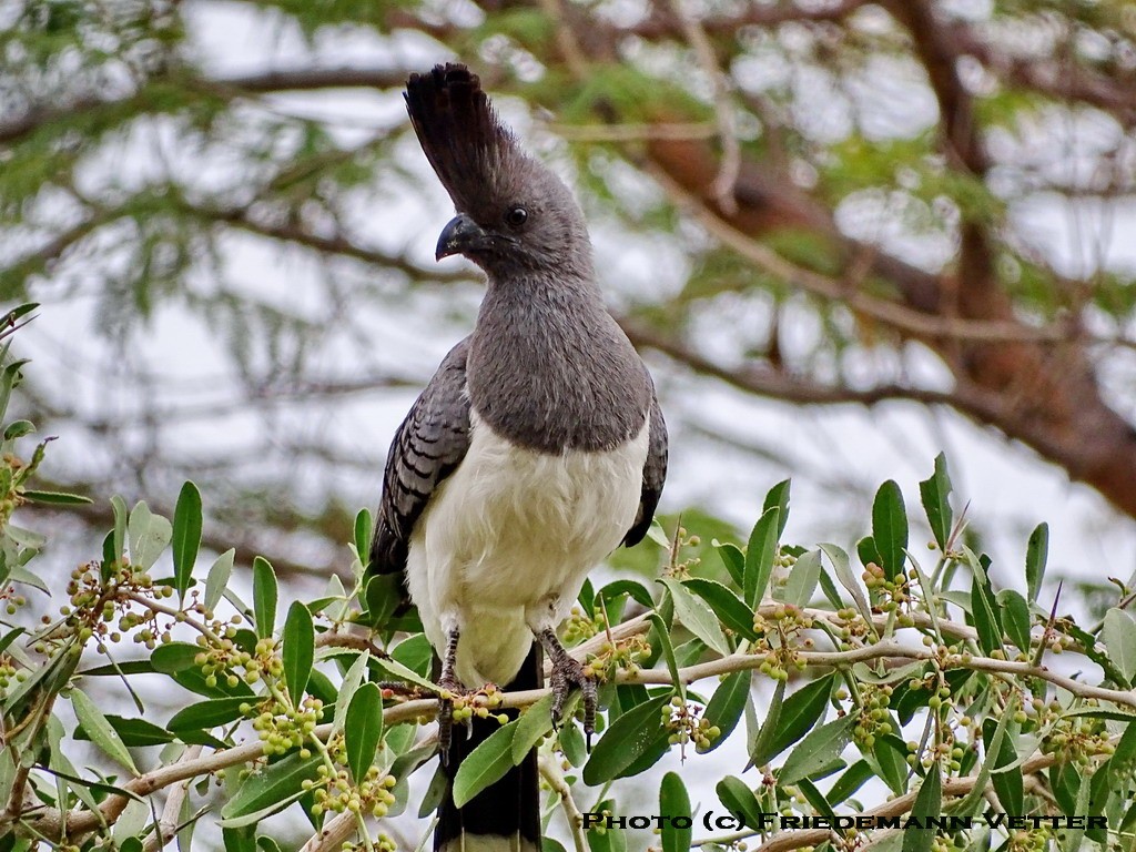 White-bellied Go-away Bird