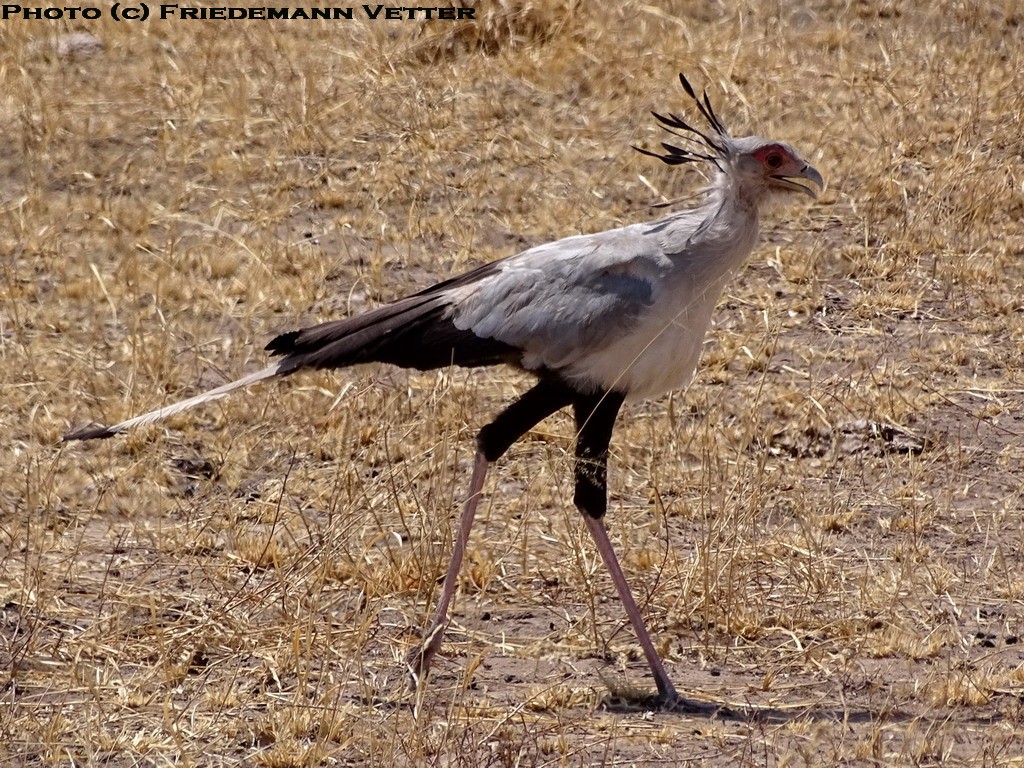 Secretary Bird
