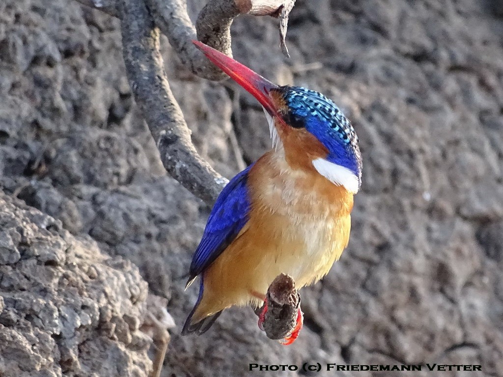 Malachite Kingfisher