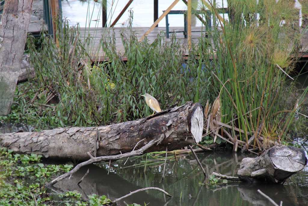 Squacco Heron