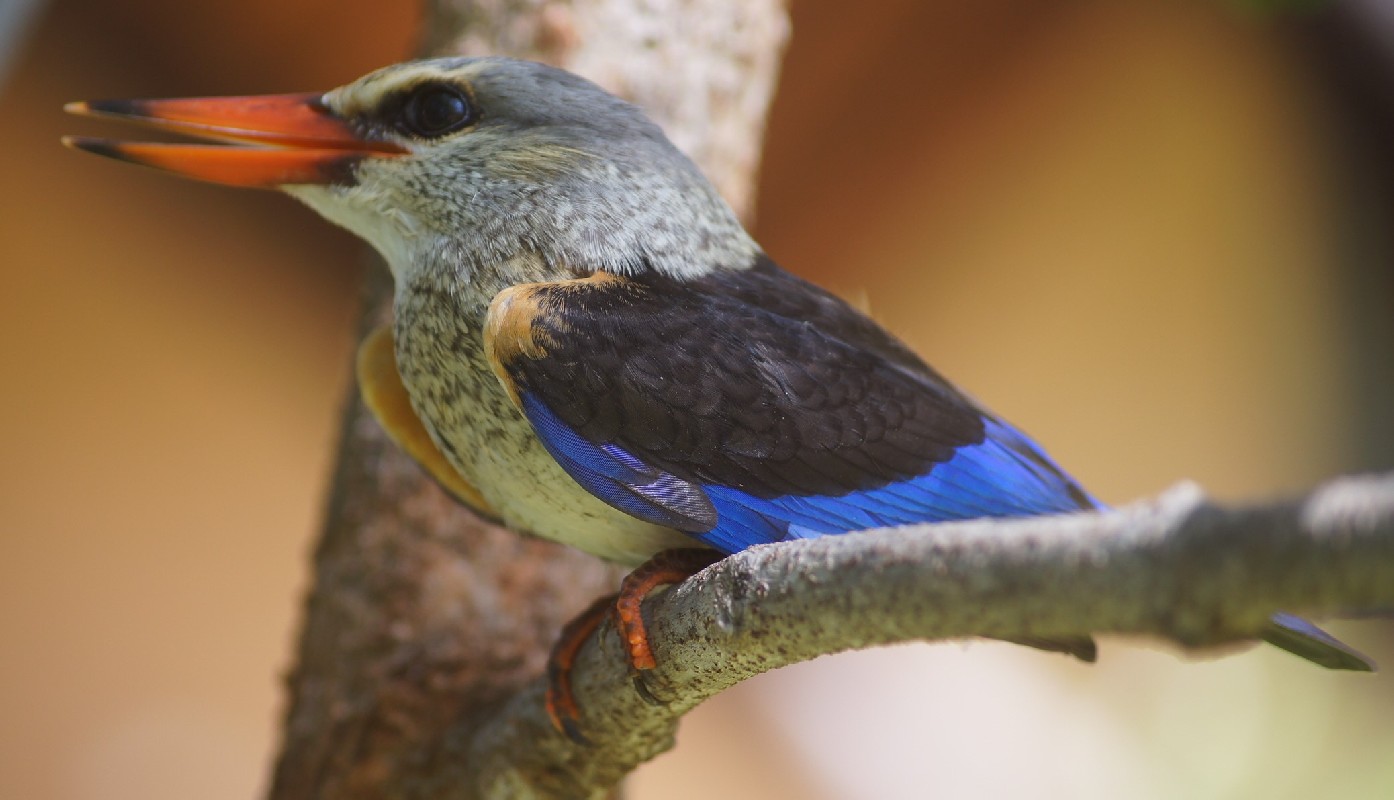 Grey Headed