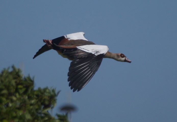 In flight