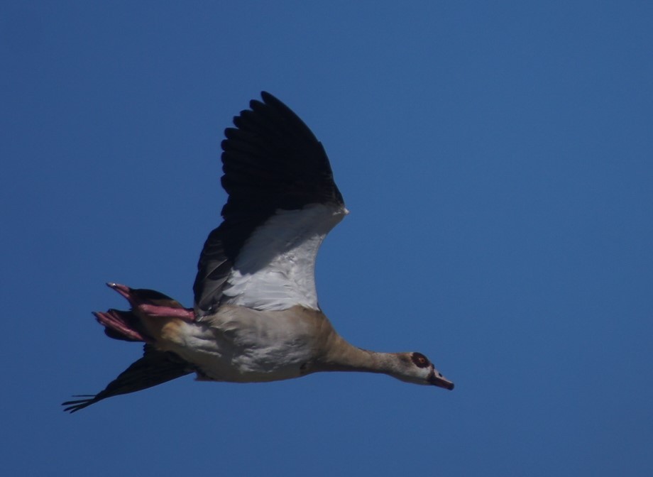 In flight
