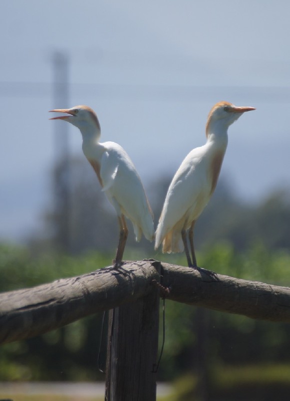 Cattle Egrets