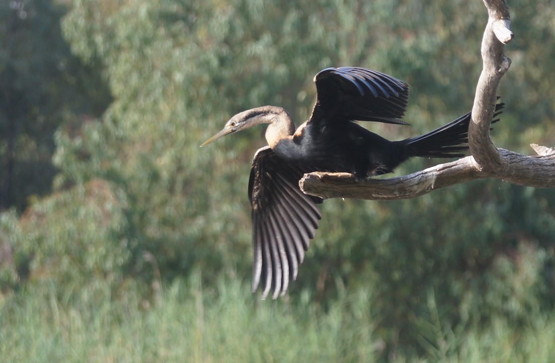 African Darter