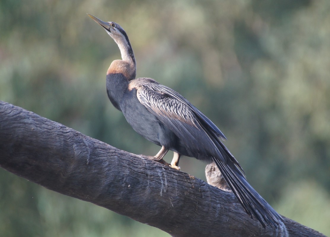 African Darter