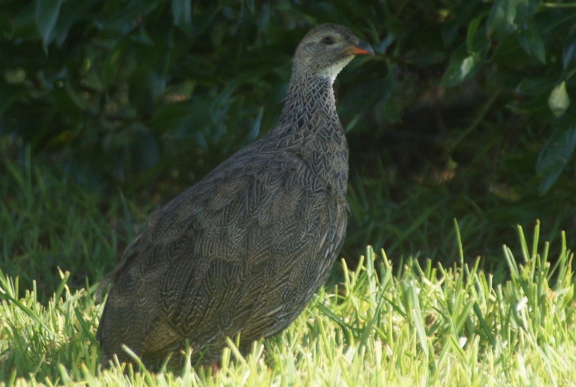 Cape Frankolin