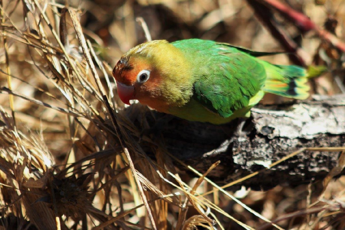 Lovebird Learning to fly